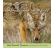 Embrace Your Inner Wild: 52 Reflections for an Eco-Centric World